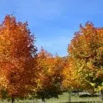 Photo d'arbres aux couleurs automnales