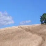 Photo d'un champ à Rimon et Savel dans la Drôme