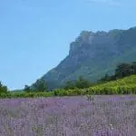 Photographie d'un champ de Lavande et de vignes dans la vallée de la Drôme
