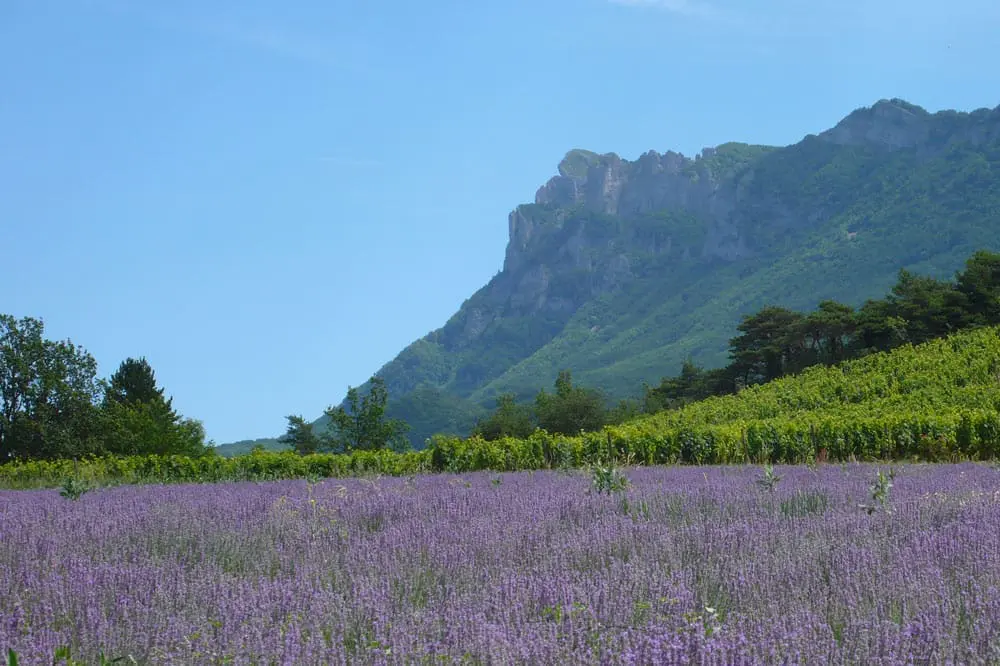 Photographie d'un champ de Lavande et de vignes dans la vallée de la Drôme