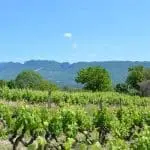 Photographie de Vignobles de la Clairette de Die