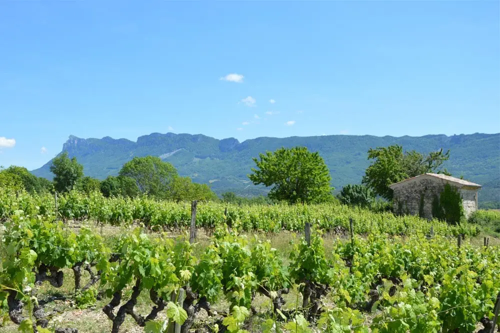 Photographie de Vignobles de la Clairette de Die