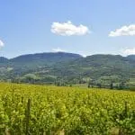 Photographie de Vignobles de la vallée de la Drôme