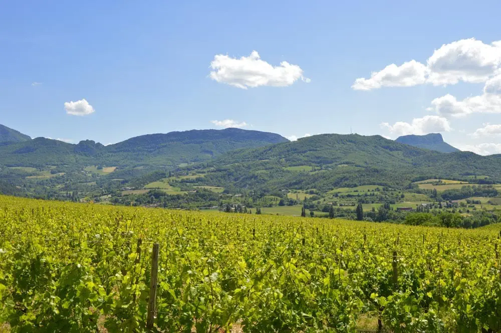 Photographie de Vignobles de la vallée de la Drôme