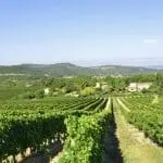 Photographie de Vignobles de la vallée de la Drôme
