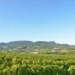 Photoghraphie de vignobles ouverts sur la vallée de la Drôme