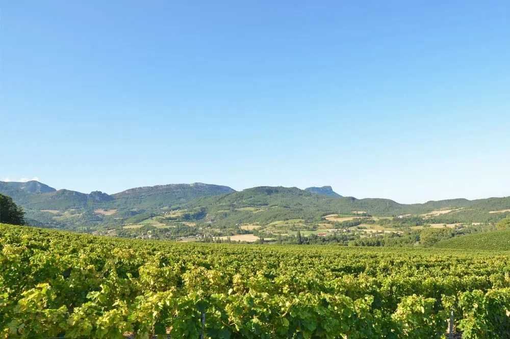 Photoghraphie de vignobles ouverts sur la vallée de la Drôme