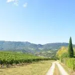 Photographie d'un chemin bordé de Vignes avec vue sur la vallée de la Drôme