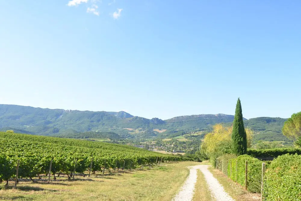 Photographie d'un chemin bordé de Vignes avec vue sur la vallée de la Drôme