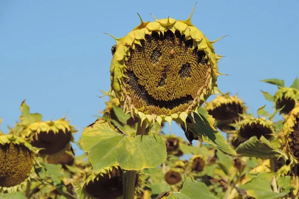 Photographie d'un Tournesol