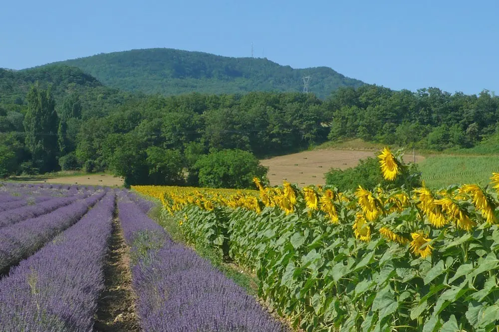 Photographie de champs de Lavande et de Tournesol dans la Drome