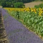 Photographie d'un champ de lavande et de tournesol à Piégros la Clastre dans la Drôme