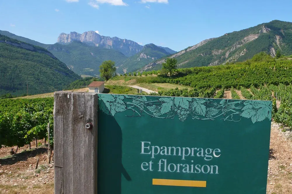 Photographie de de la Clairette de Die à Vercheny