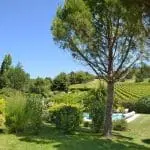 Photographie d'un jardin avec des pins parasols et des Vignes