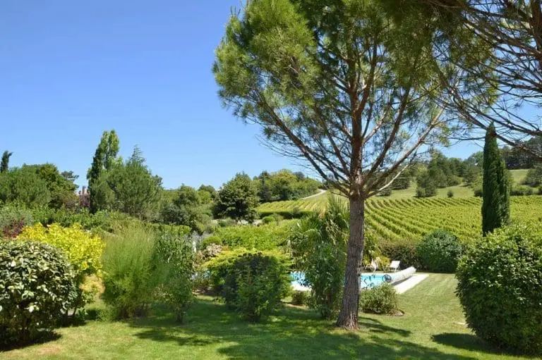 Photographie d'un jardin avec des pins parasols et des Vignes